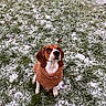 Vaya participe au concours pour gagner de l'argent avec cette photo : dog, beagle, outdoor, snow, grass, sweater, winter, pet, animal, cold, nature, cute, falling_snow, attentive, brown, white, ears, sitting, weather, season