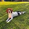 Vaya participe au concours pour gagner de l'argent avec cette photo : dog, beagle, grass, lawn, outdoor, sunlight, backyard, shed, tree, shrub, pet, animal, resting, nature, greenery, daylight, canine, relaxing, fall, garden