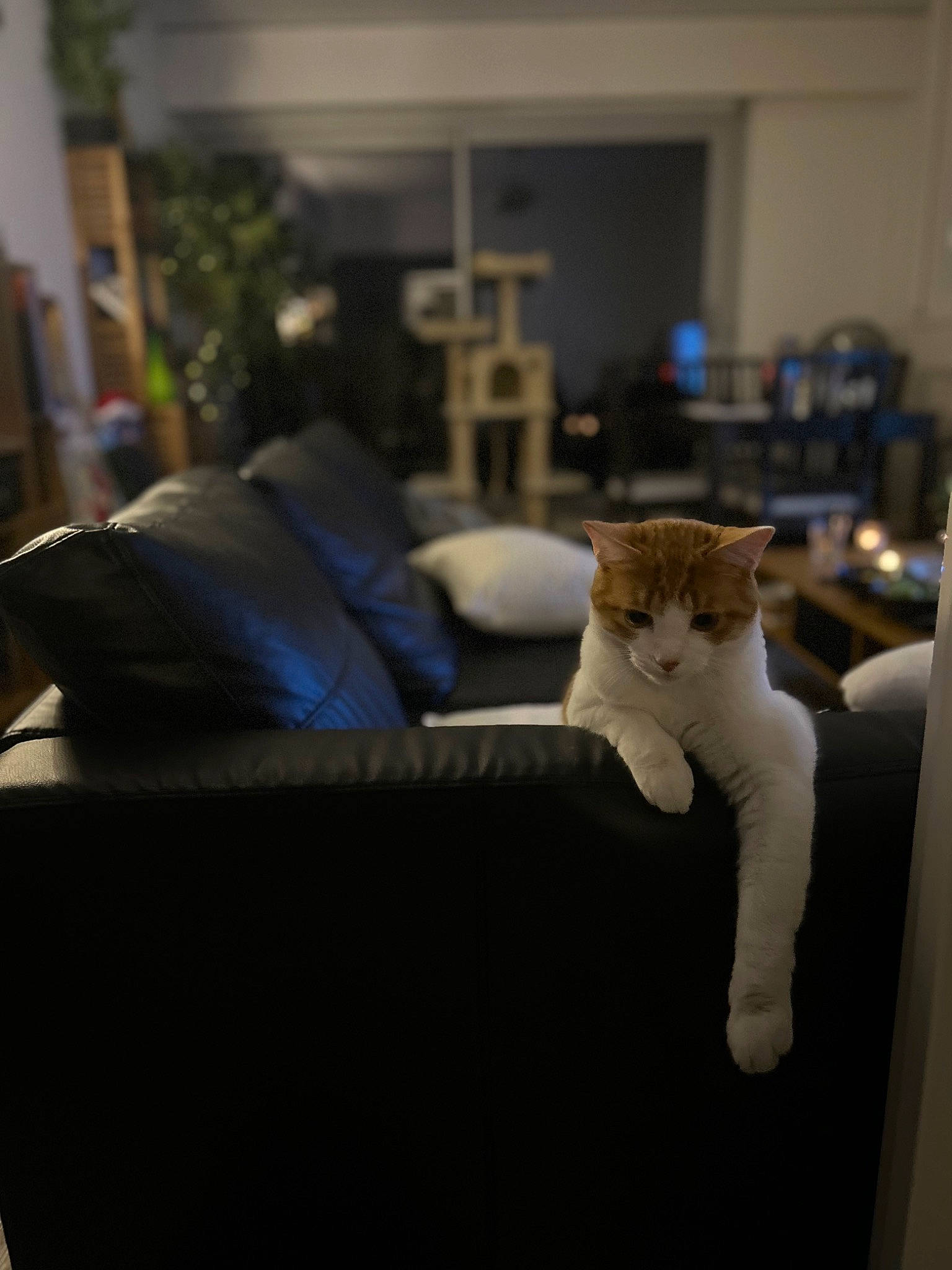 Apollo participe au concours pour gagner de l'argent avec cette photo : carnivore, cat, comfort, couch, domestic_short_haired_cat, felidae, fur, hardwood, living_room, mammal, plant, room, sitting, small_to_medium_sized_cats, tail, whiskers, wood