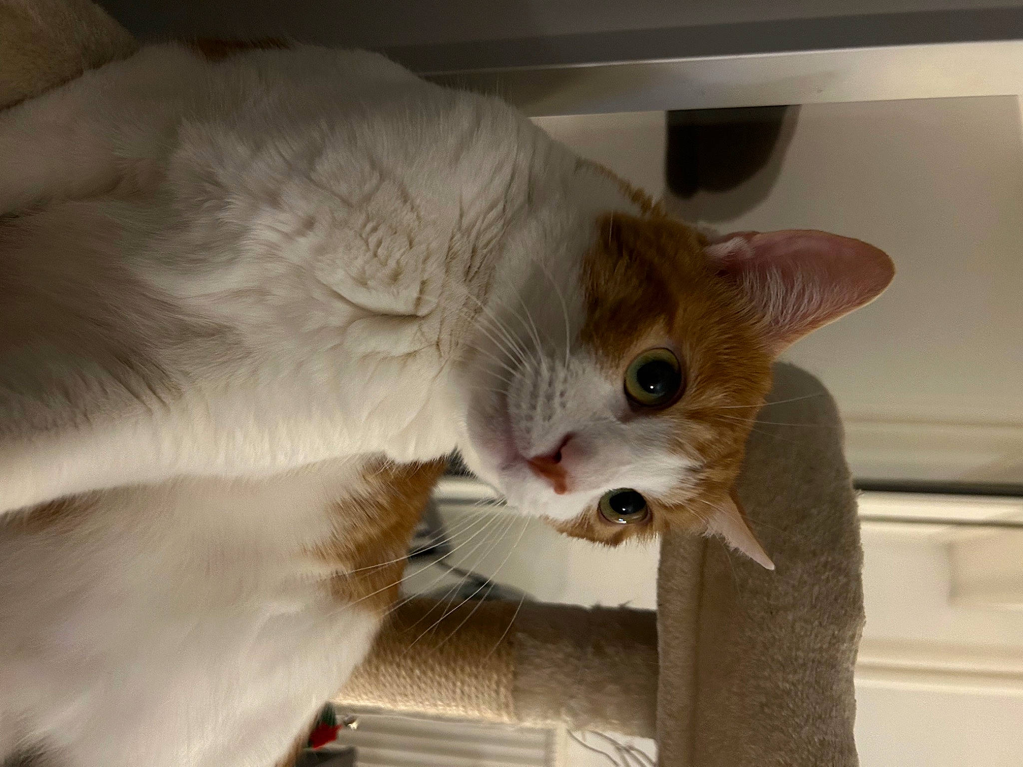 Apollo participe au concours pour gagner de l'argent avec cette photo : carnivore, cat, cat_supply, claw, collar, comfort, domestic_short_haired_cat, fang, fawn, felidae, fur, oriental_shorthair, paw, pet_supply, small_to_medium_sized_cats, snout, tail, thai, whiskers