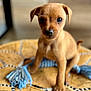 Snow a rejoint le concours — aidez-le/la à gagner de superbes lots ! puppy, dog, pet, cute, small, brown, animal, indoor, cushion, patterned, closeup, young, fur, ears, face, sitting, looking, toy, blue, soft