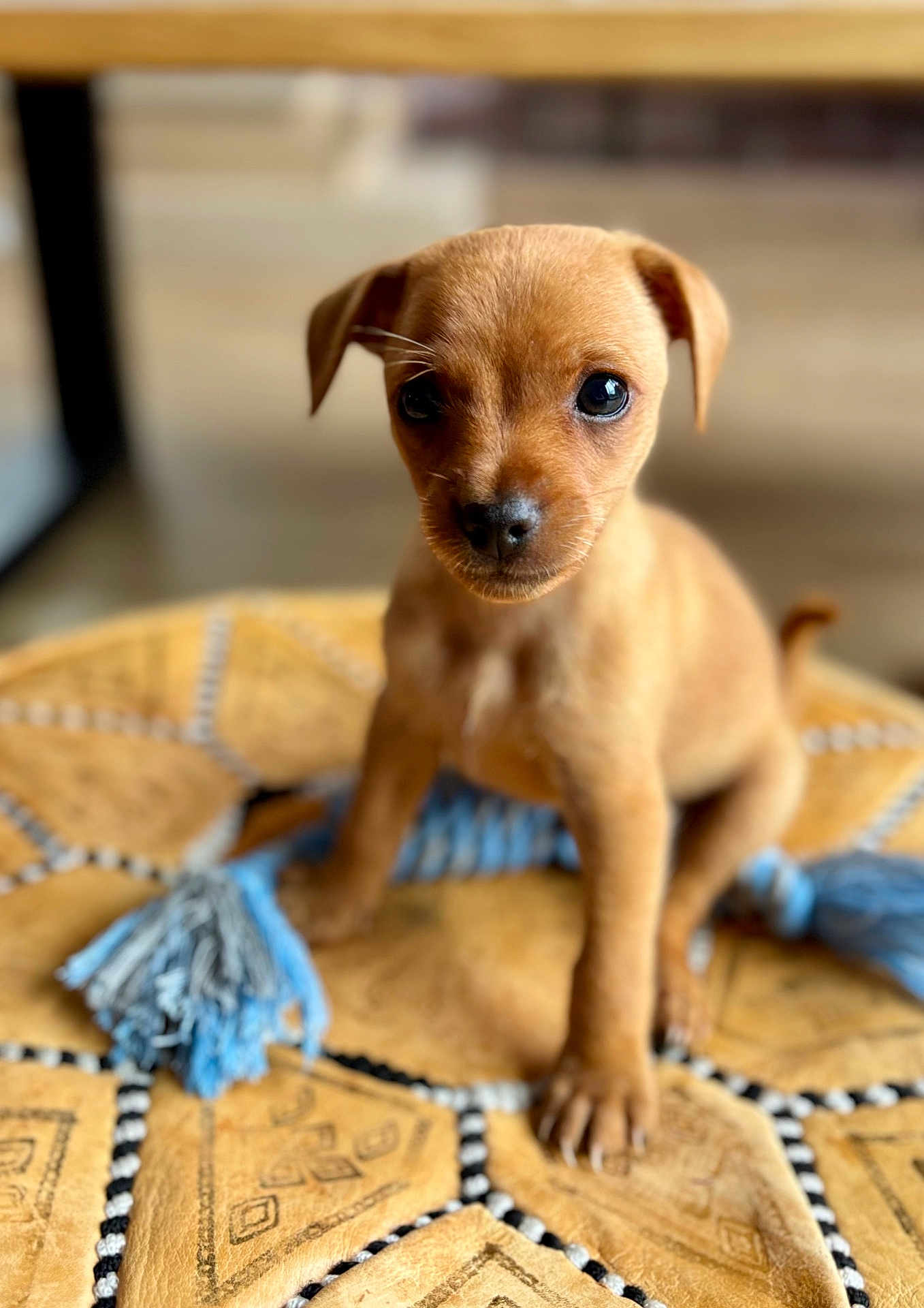 Snow a rejoint le concours — aidez-le/la à gagner de superbes lots ! puppy, dog, pet, cute, small, brown, animal, indoor, cushion, patterned, closeup, young, fur, ears, face, sitting, looking, toy, blue, soft