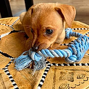 Snow a rejoint le concours — aidez-le/la à gagner de superbes lots ! puppy, dog, toy, rope, leather_cushion, indoor, pet, brown, small_dog, cute, animal, closeup, chewing, floor, playful, young_dog, ears, fur, snout, whiskers