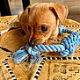 puppy, dog, toy, rope, leather_cushion, indoor, pet, brown, small_dog, cute, animal, closeup, chewing, floor, playful, young_dog, ears, fur, snout, whiskers