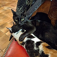 Ulla participe au concours pour gagner de l'argent avec cette photo : affection, animal, black_cat, calico_cat, cat, chair, closeup, collar, domestic_animal, ears, feline, floor_tiles, fur, green_eyes, hug, indoor, pet, red_chair, whiskers, wooden_chair