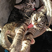 Lola And Luna joined the competition — help win amazing prizes! cat, kitten, tabby, tongue, playful, pet, animal, feline, cute, fur, whiskers, paws, indoor, cozy, tunnel, sunlight, closeup, two_cats, adorable, funny