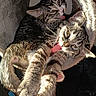 cat, kitten, tabby, tongue, playful, pet, animal, feline, cute, fur, whiskers, paws, indoor, cozy, tunnel, sunlight, closeup, two_cats, adorable, funny