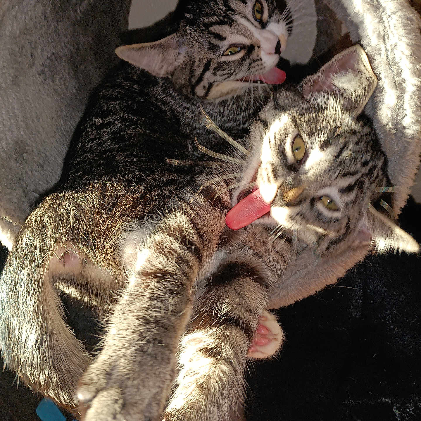 Lola And Luna