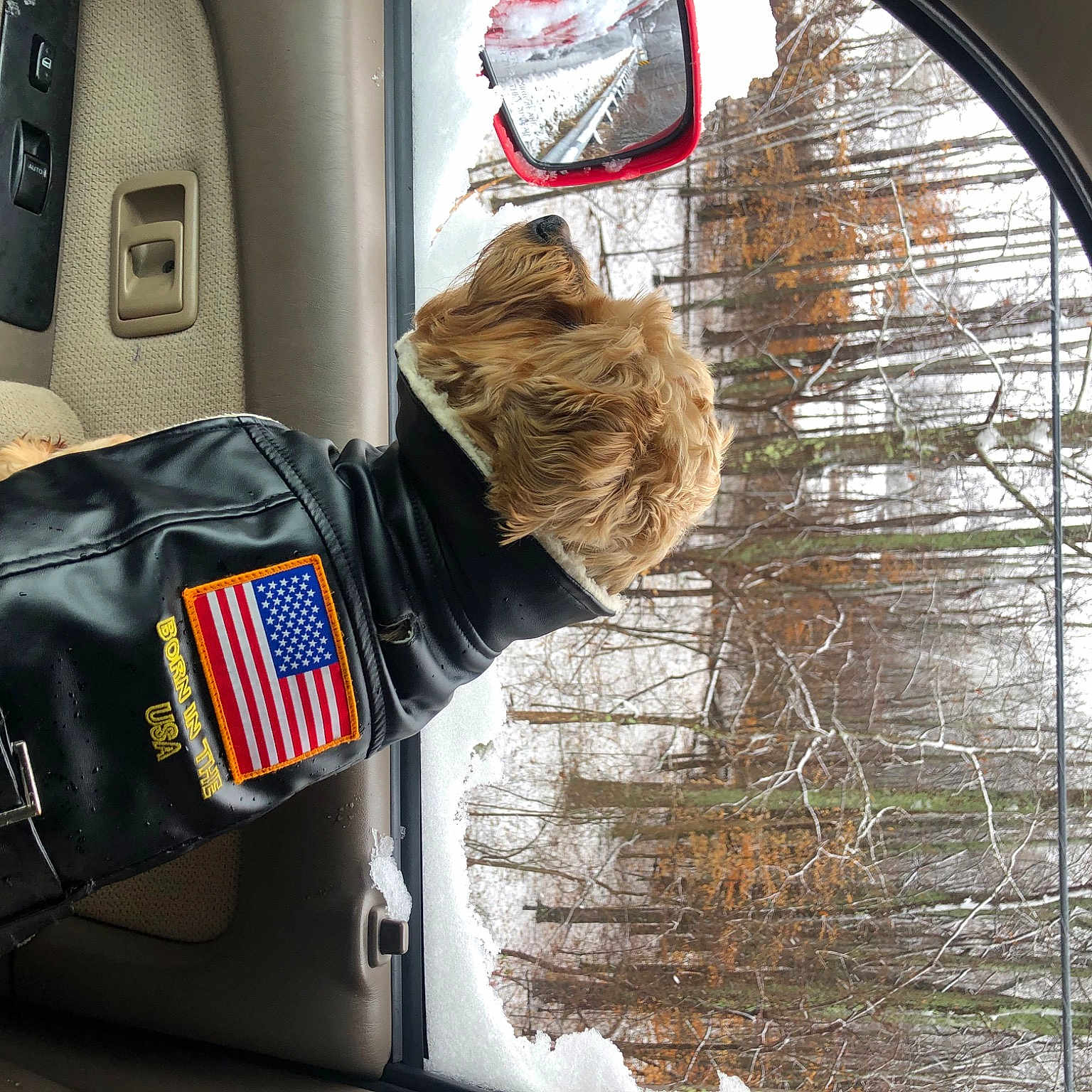 Mickey The Wonder Dog