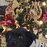 Rudy is registered to the contest to win money with this photo: dog, black_dog, sweater, christmas_tree, ornaments, golden_decorations, lights, holiday, indoors, cozy, pet, festive, decor, animal, christmas, tree, warm, relaxed, cute, celebration