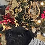 dog, black_dog, sweater, christmas_tree, ornaments, golden_decorations, lights, holiday, indoors, cozy, pet, festive, decor, animal, christmas, tree, warm, relaxed, cute, celebration