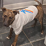 Rocco joined the competition — help win amazing prizes! baseboard, brindle_dog, brown_brindle, canine, collar, cute, dog, ears, floor_tile, hoodie, indoor, looking_up, paws, pet, shirt, snout, standing, tail, tile_floor, wall