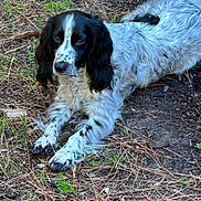 Marley is registered to the contest to win money with this photo: dog, outdoor, animal, black_and_white, lying_down, grass, earth, pine_needles, nature, pet, canine, fur, relaxed, ears, ground, daylight, mammal, quiet, resting, spotted