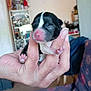 puppy, newborn, hand, pink_nose, closed_eyes, small_paws, black_and_white, indoor, blurred_background, human_hand, cute, animal, baby_animal, pet, fingers, gentle_hold, fragile, close_up, soft_light, domestic