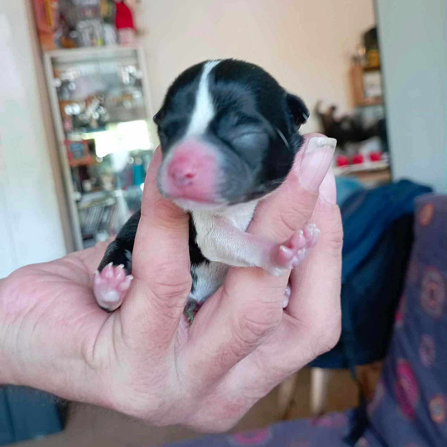 Romuald Maillet a rejoint le concours — aidez-le/la à gagner de superbes lots ! animal, baby_animal, black_and_white, blurred_background, close_up, closed_eyes, cute, domestic, fingers, fragile, gentle_hold, hand, human_hand, indoor, newborn, pet, pink_nose, puppy, small_paws, soft_light