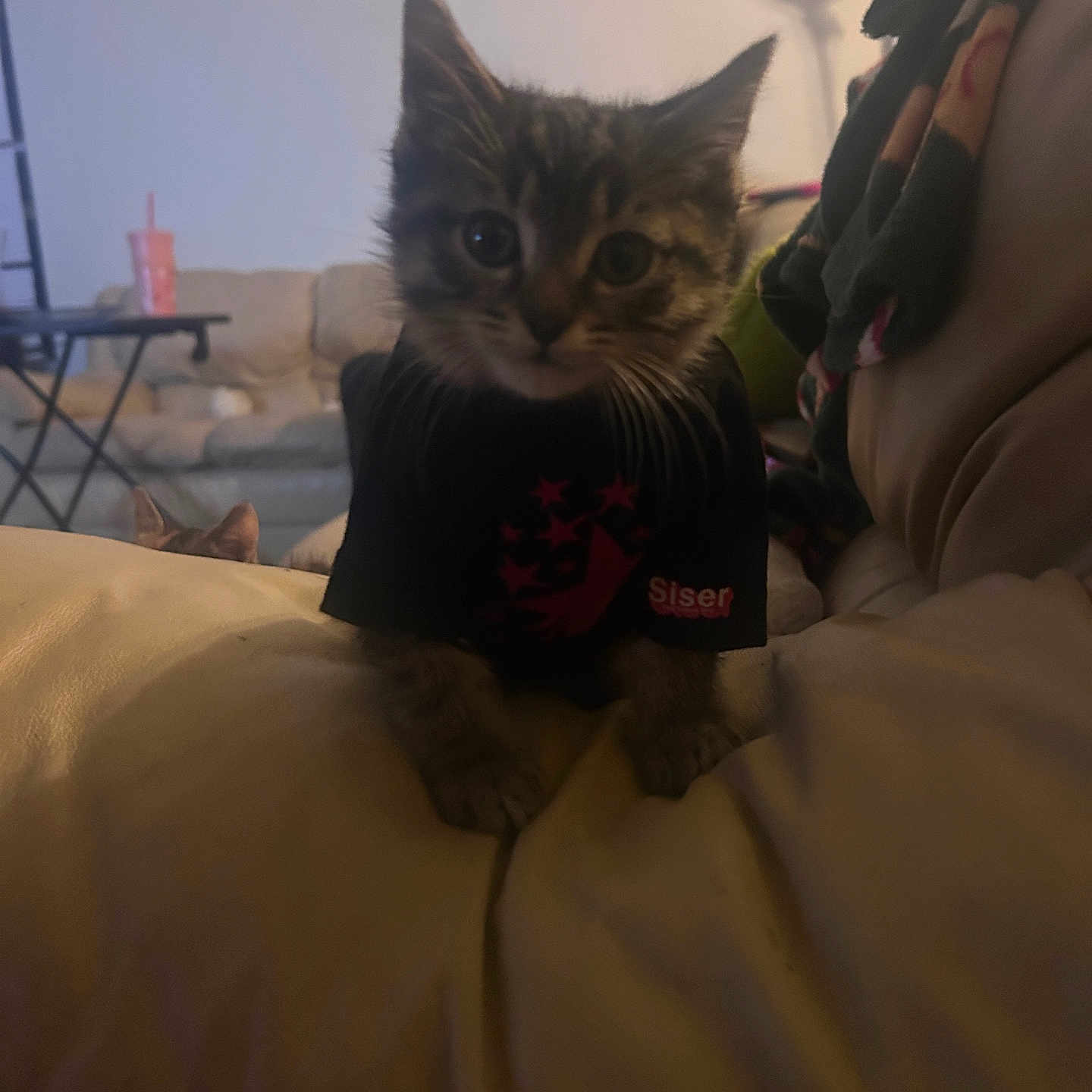 Ucey joined the competition — help win amazing prizes! blanket, cat, clothing, couch, cozy, curious, cute, eyes, fur, furniture, indoor, kitten, living_room, paws, pet, portrait, ring_light, sofa, tshirt, whiskers