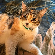 Sasha joined the competition — help win amazing prizes! animal, blanket, cat, closeup, collar, curious, cute, domestic, ears, eyes, feline, fur, indoor, lying_down, mammal, pattern, pet, relaxed, soft, whiskers