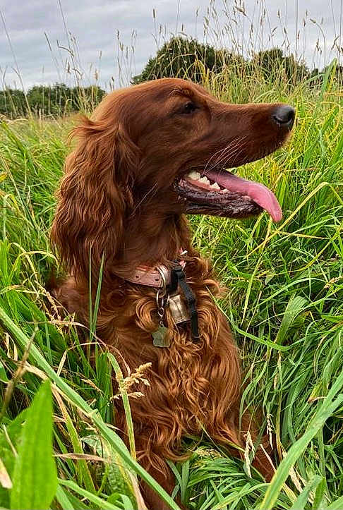 Willow
