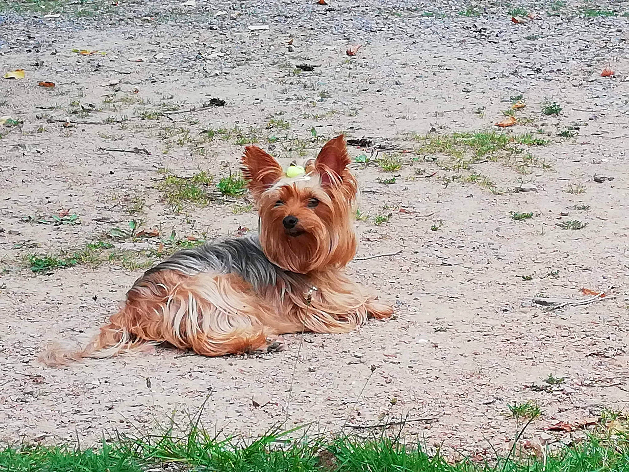 Liloo a rejoint le concours — aidez-le/la à gagner de superbes lots ! australian_silky_terrier, australian_terrier, biewer_terrier, canidae, carnivore, companion_dog, dog, dog_breed, grass, mammal, norwich_terrier, rare_breed_dog, small_terrier, terrier, toy_dog, vertebrate, yorkshire_terrier