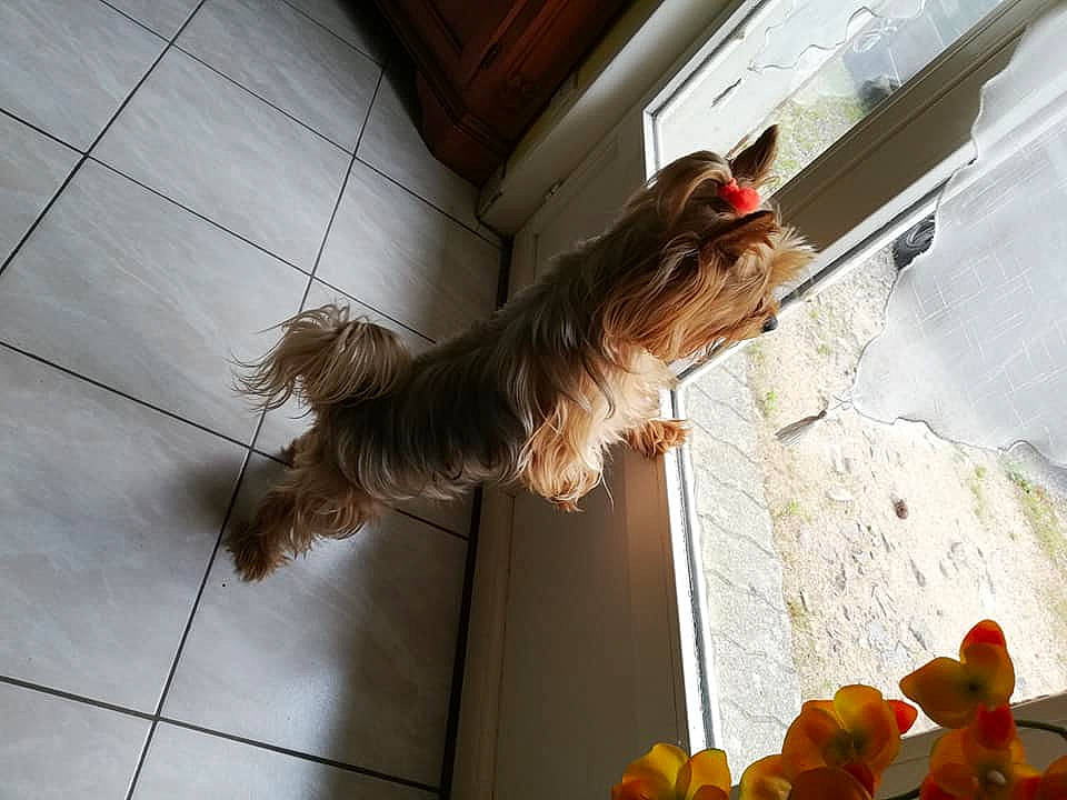 Liloo a rejoint le concours — aidez-le/la à gagner de superbes lots ! australian_silky_terrier, cairn_terrier, canidae, carnivore, companion_dog, dog, dog_breed, fawn, small_terrier, sporting_group, terrier, toy_dog, yorkshire_terrier