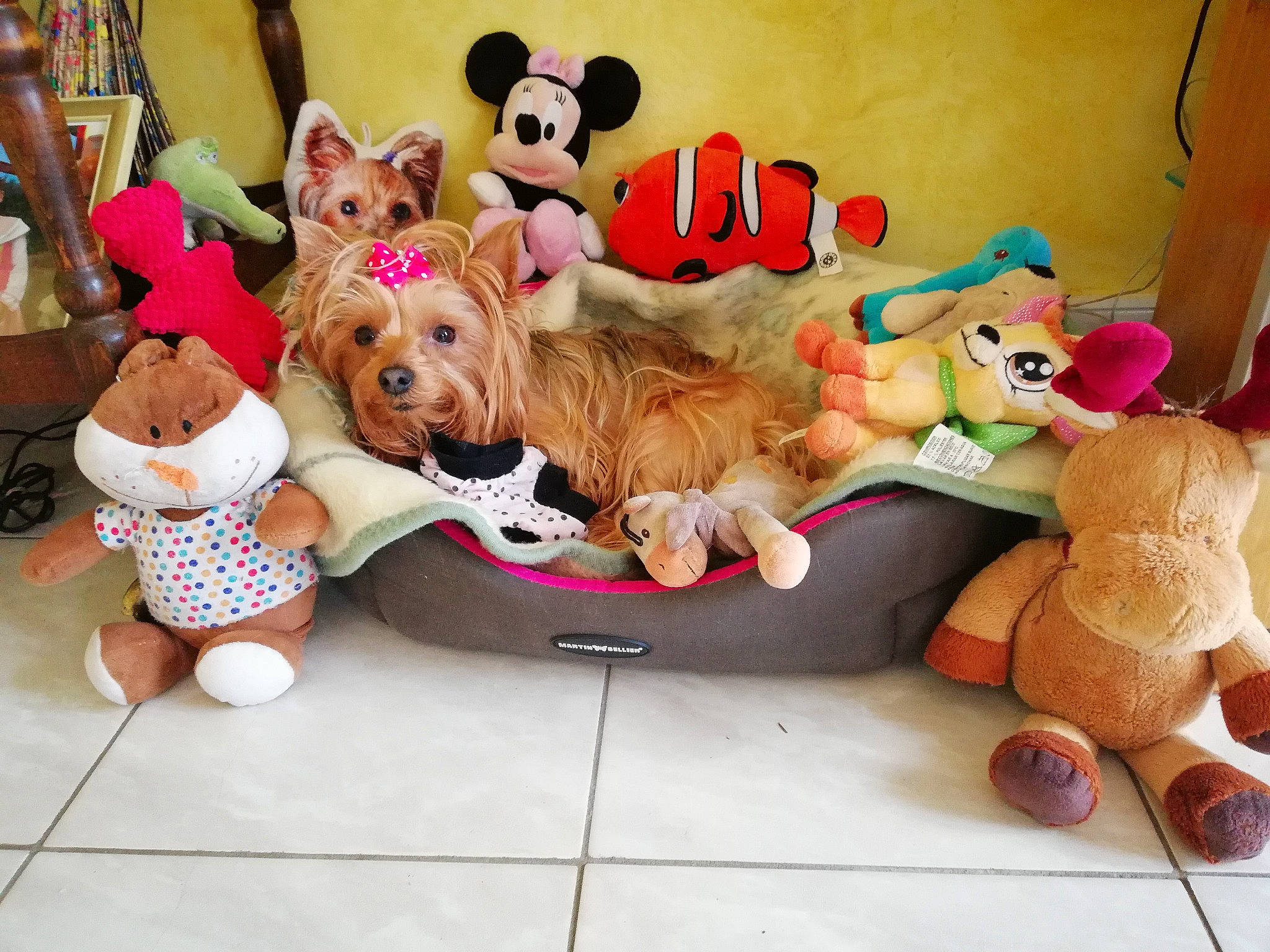 Liloo participe au concours pour gagner de l'argent avec cette photo : canidae, carnivore, child, companion_dog, dog, dog_breed, dog_toy, fawn, party, play, plush, puppy, puppy_love, stuffed_toy, toddler, toy, toy_dog, yorkshire_terrier
