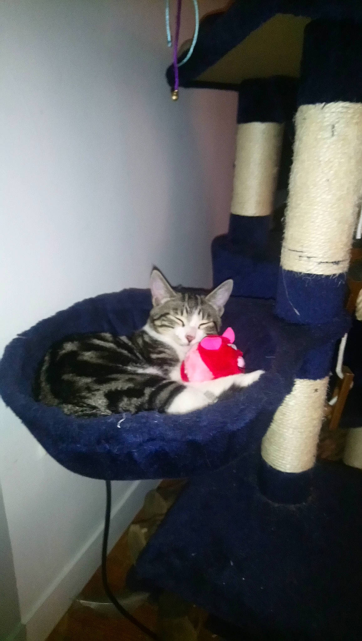 Osiris participe au concours pour gagner de l'argent avec cette photo : american_shorthair, carnivore, cat, domestic_short_haired_cat, dragon_li, european_shorthair, felidae, kitten, polydactyl_cat, small_to_medium_sized_cats, tabby_cat, tail, whiskers