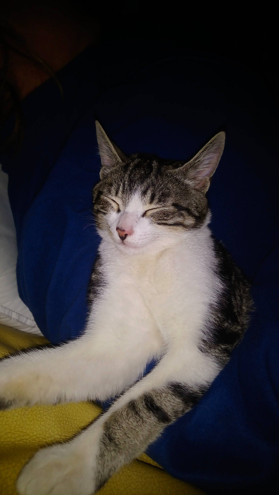 Osiris a rejoint le concours — aidez-le/la à gagner de superbes lots ! aegean_cat, american_wirehair, carnivore, cat, domestic_short_haired_cat, ear, european_shorthair, eye, felidae, fur, kitten, mammal, small_to_medium_sized_cats, tabby_cat, whiskers