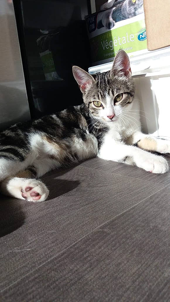 Osiris a rejoint le concours — aidez-le/la à gagner de superbes lots ! aegean_cat, american_shorthair, american_wirehair, asian, carnivore, cat, domestic_short_haired_cat, dragon_li, european_shorthair, felidae, floor, kitten, leg, mammal, paw, polydactyl_cat, small_to_medium_sized_cats, snout, tabby_cat, whiskers