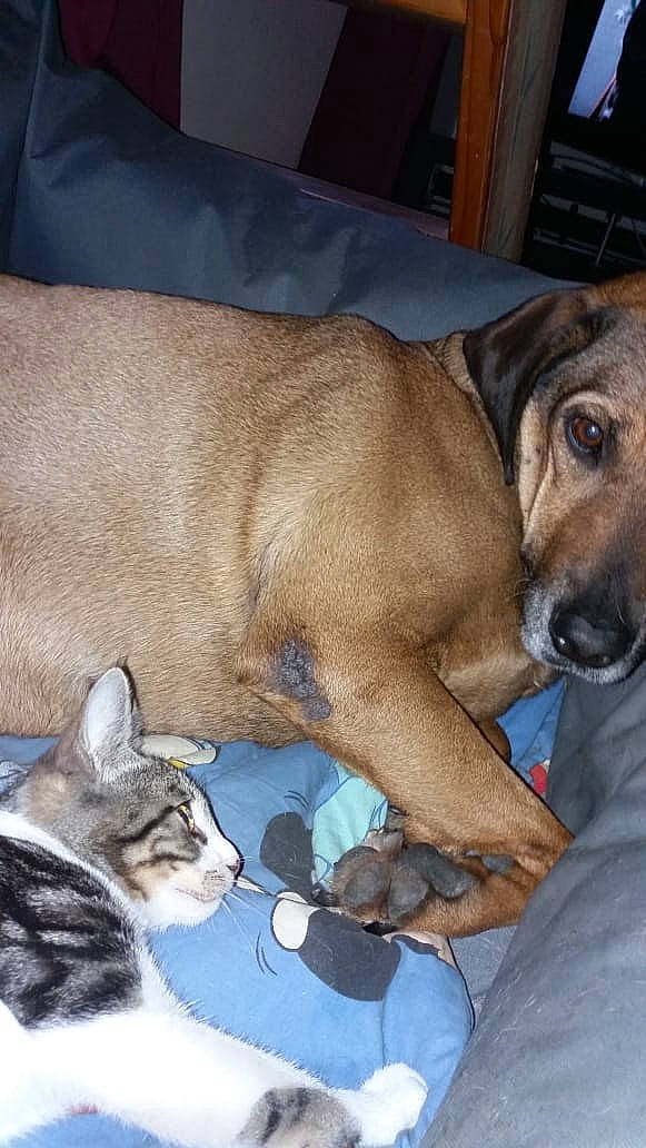 Kanelle participe au concours pour gagner de l'argent avec cette photo : black_mouth_cur, broholmer, canidae, carnivore, companion_dog, dog, dog_breed, fawn, mammal, mountain_cur, rhodesian_ridgeback, snout, vertebrate, whiskers