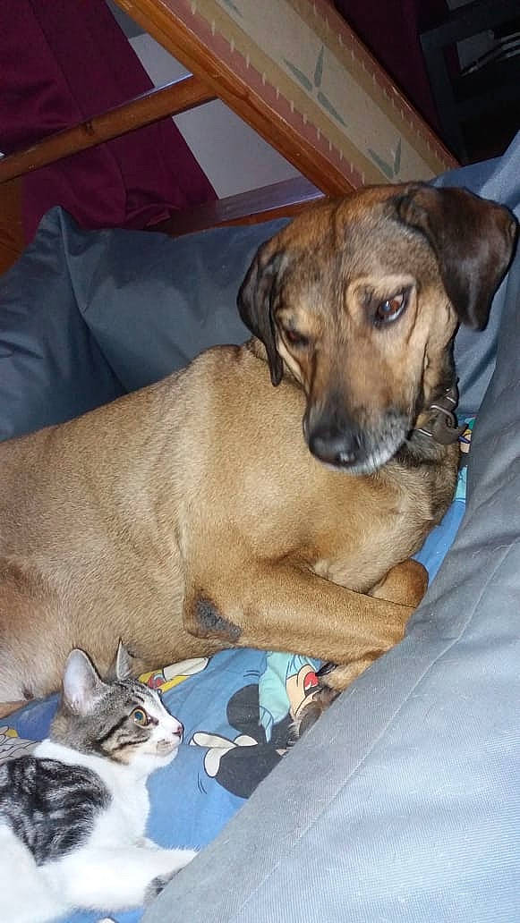 Kanelle participe au concours pour gagner de l'argent avec cette photo : bavarian_mountain_hound, beagador, black_mouth_cur, canidae, carnivore, companion_dog, dog, dog_breed, fawn, mammal, rhodesian_ridgeback, snout, vertebrate, whiskers