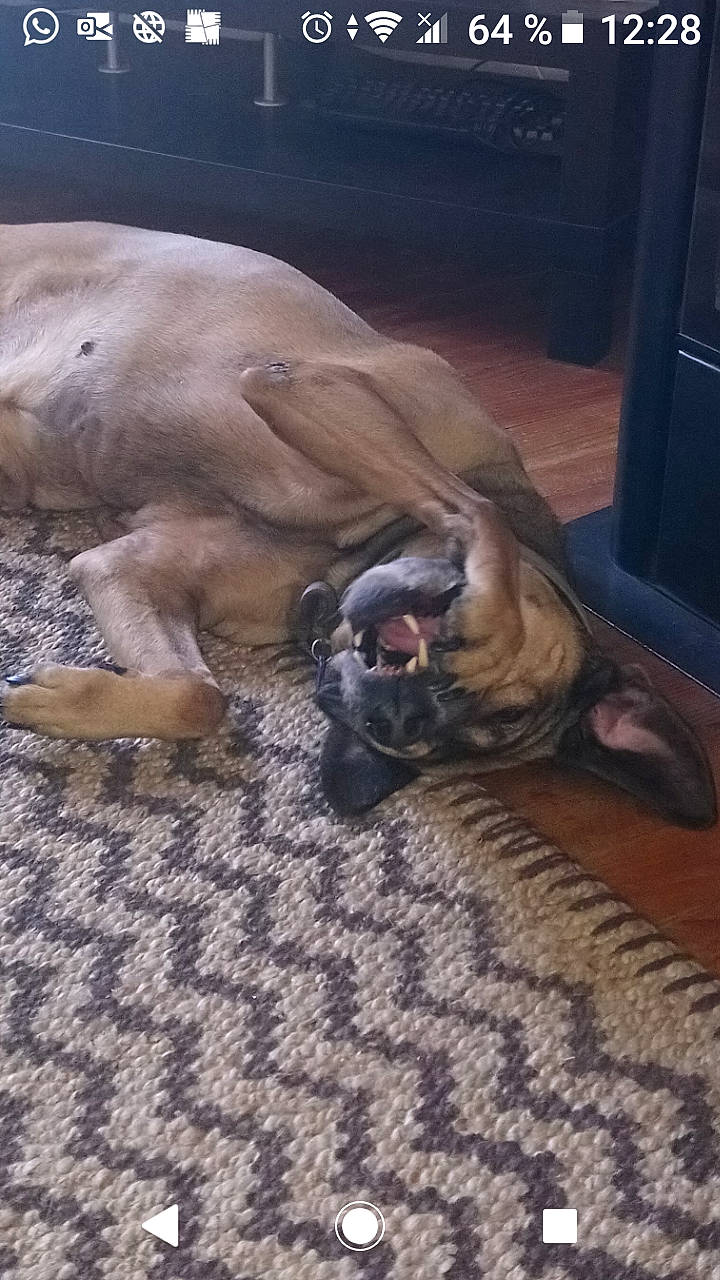 Kanelle a rejoint le concours — aidez-le/la à gagner de superbes lots ! black_mouth_cur, boerboel, boxer, bullmastiff, canidae, carnivore, dog, dog_breed, english_mastiff, fawn, fila_brasileiro, great_dane, mammal, nap, perro_de_presa_canario, snout, vertebrate