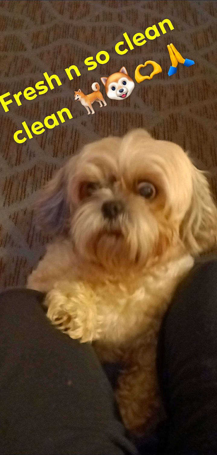 BlaÑca joined the competition — help win amazing prizes! carnivore, companion_dog, dog, dog_breed, font, fur, liver, logo, non_sporting_group, photo_caption, shih_tzu, small_terrier, snout, sporting_group, terrestrial_animal, terrier, toy_dog, water_dog, working_animal