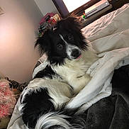 Koda is registered to the contest to win money with this photo: dog, black_and_white, bed, blanket, indoor, pet, fur, tail, curious, tongue_out, television, gaming_console, furniture, cozy, resting, animal, domestic, living_room, soft, cute