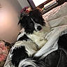 dog, black_and_white, bed, blanket, indoor, pet, fur, tail, curious, tongue_out, television, gaming_console, furniture, cozy, resting, animal, domestic, living_room, soft, cute