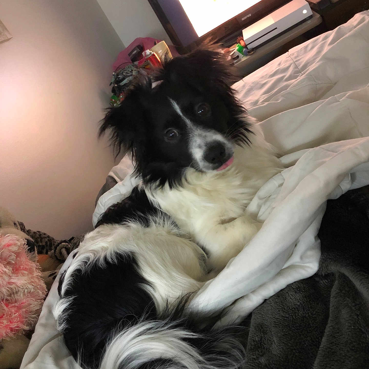 Koda