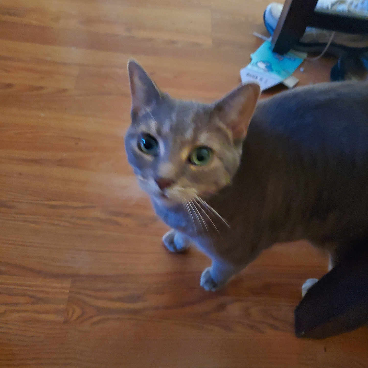 Gray Mcmanamon is registered to the contest to win money with this photo: animal, blurred, cat, closeup, curious, domestic_animal, ears, eyes, flooring, four_legs, furniture, gray_cat, home, household_items, indoor, looking_up, pet, standing, whiskers, wooden_floor