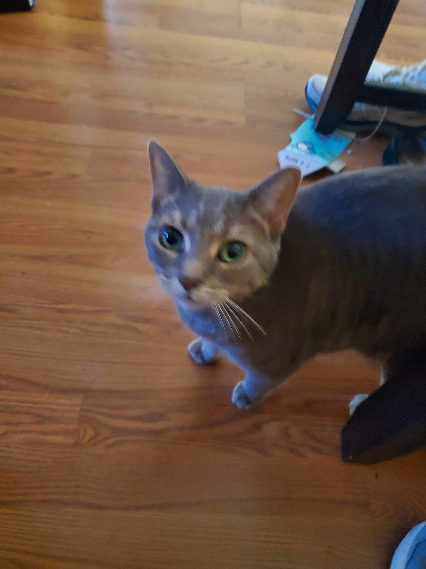 Gray Mcmanamon is registered to the contest to win money with this photo: cat, gray_cat, wooden_floor, indoor, furniture, curious, pet, whiskers, flooring, domestic_animal, animal, looking_up, four_legs, ears, eyes, home, household_items, blurred, closeup, standing