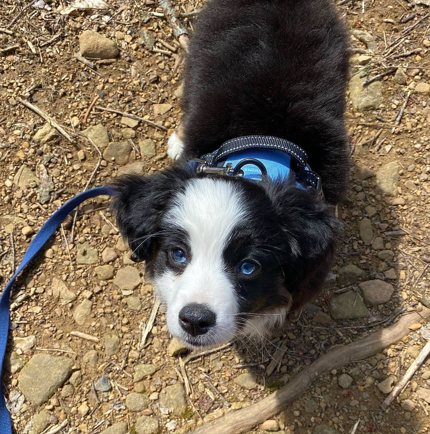 Colby joined the competition — help win amazing prizes! adventure, canidae, carnivore, collar, companion_dog, dog, dog_breed, dog_collar, electric_blue, grass, herding_dog, pet_supply, plant, snout, soil, sporting_group, tail, vertebrate, whiskers, working_animal