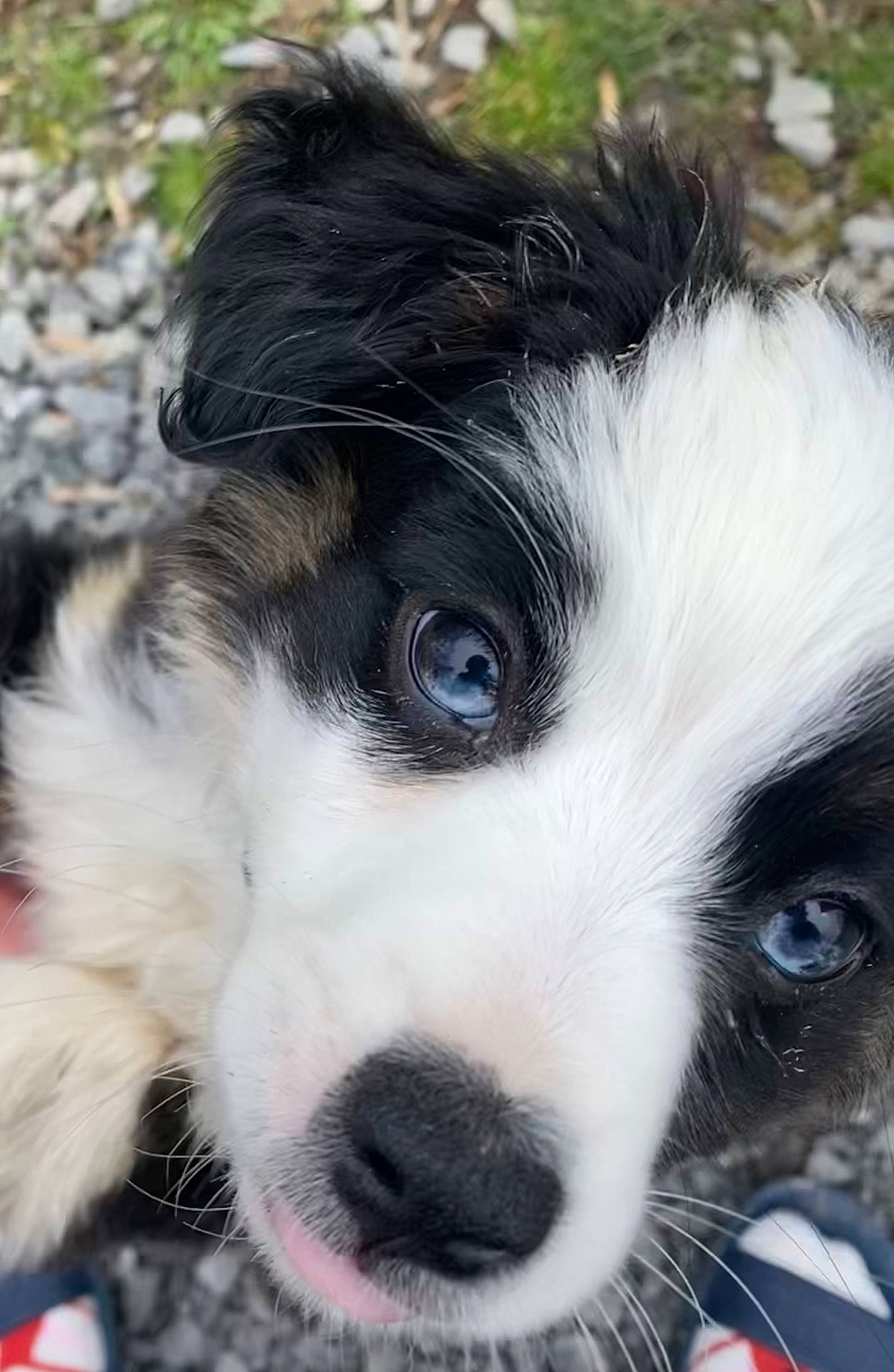 Colby is registered to the contest to win money with this photo: border_collie, canidae, carnivore, close_up, companion_dog, dog, dog_breed, fur, herding_dog, puppy, snout, sporting_group, whiskers, working_animal, working_dog