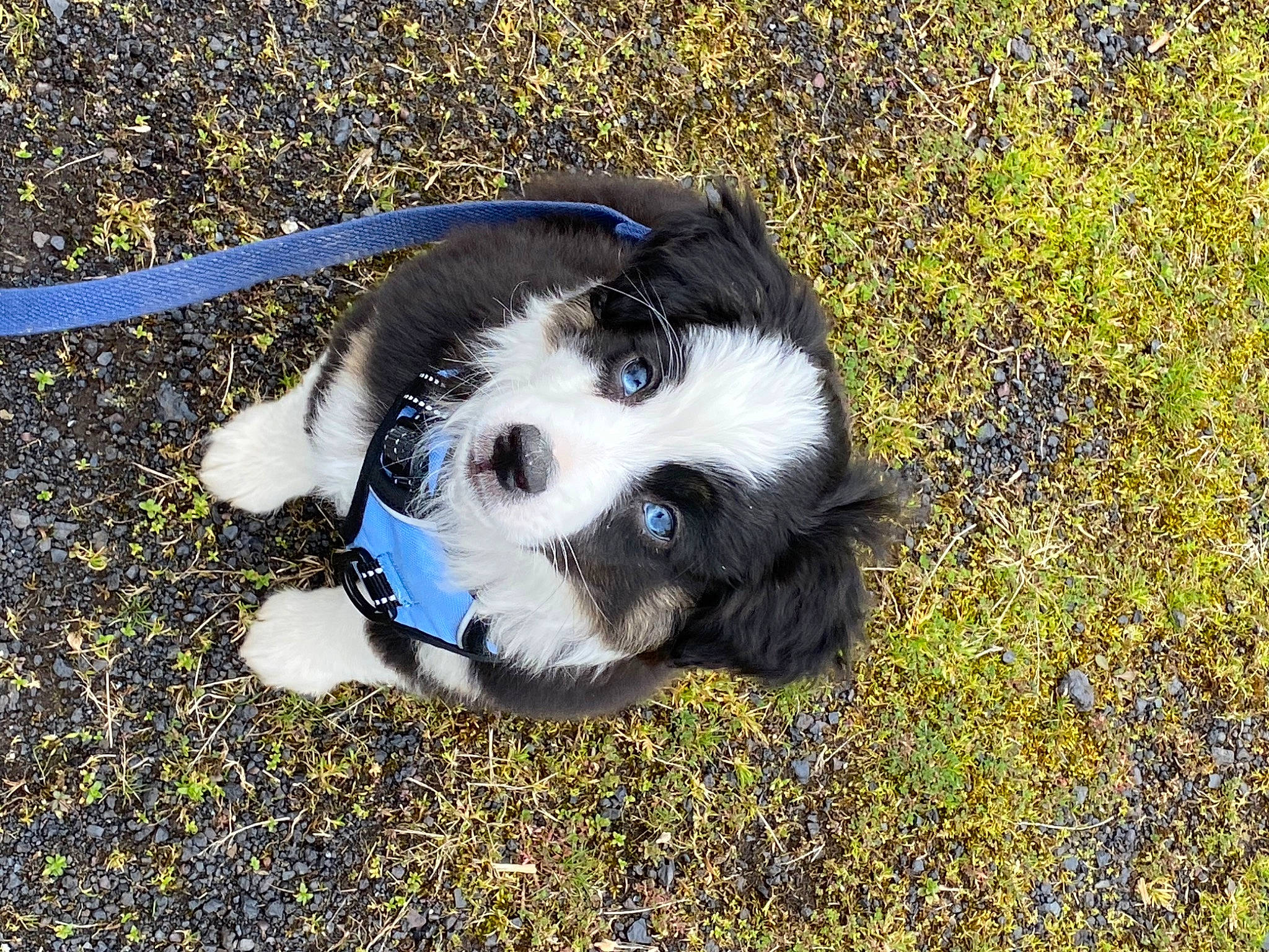 Colby is registered to the contest to win money with this photo: canidae, carnivore, companion_dog, dog, dog_breed, dog_supply, electric_blue, fawn, fur, grass, plant, puppy_love, snout, soil, sporting_group, terrestrial_animal, toy_dog, whiskers, working_animal, working_dog