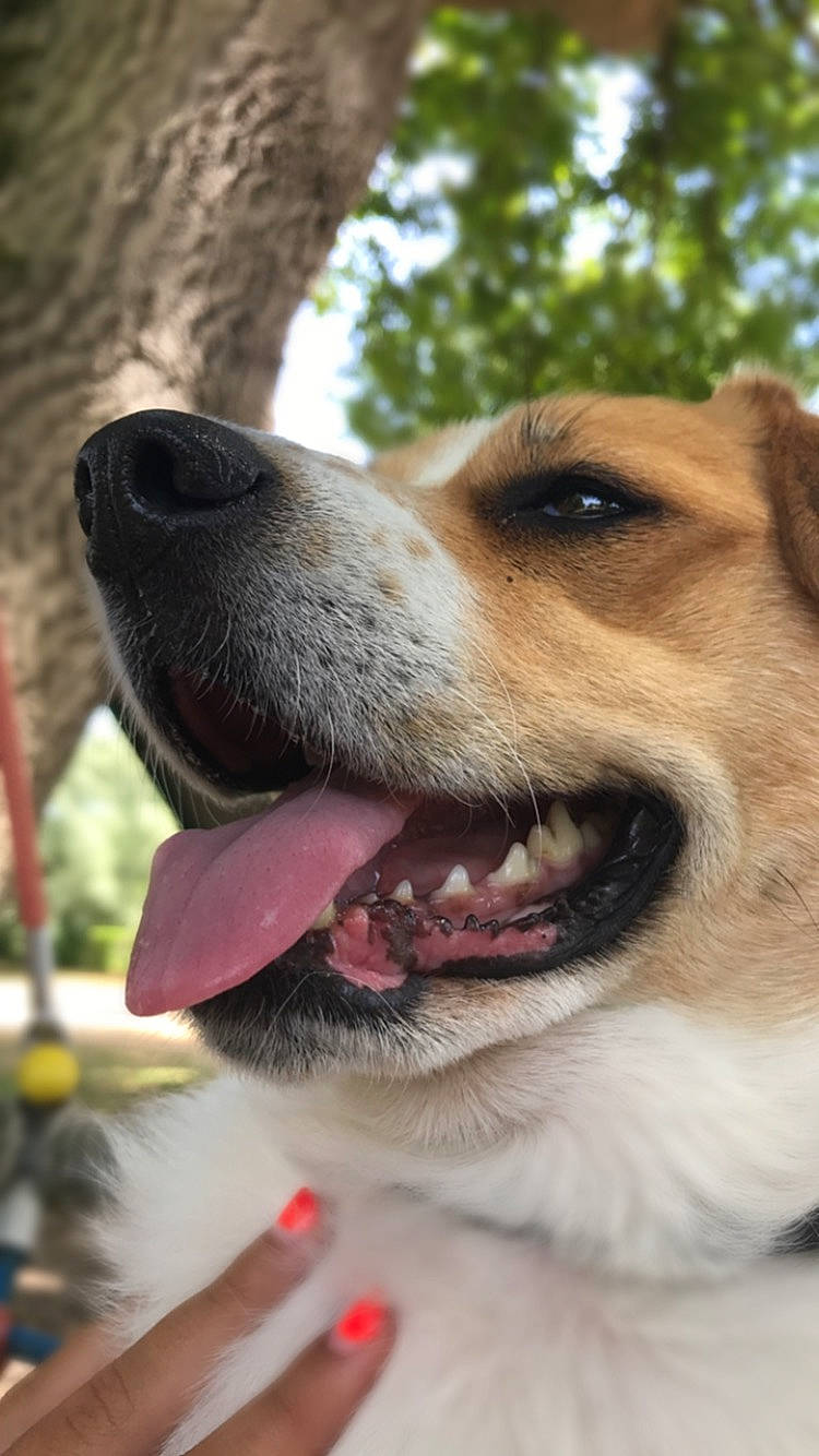Lola participe au concours pour gagner de l'argent avec cette photo : ancient_dog_breeds, canidae, cardigan_welsh_corgi, carnivore, companion_dog, dog, dog_breed, fawn, mammal, mouth, nose, rare_breed_dog, russell_terrier, snout, sporting_group, vertebrate, welsh_corgi