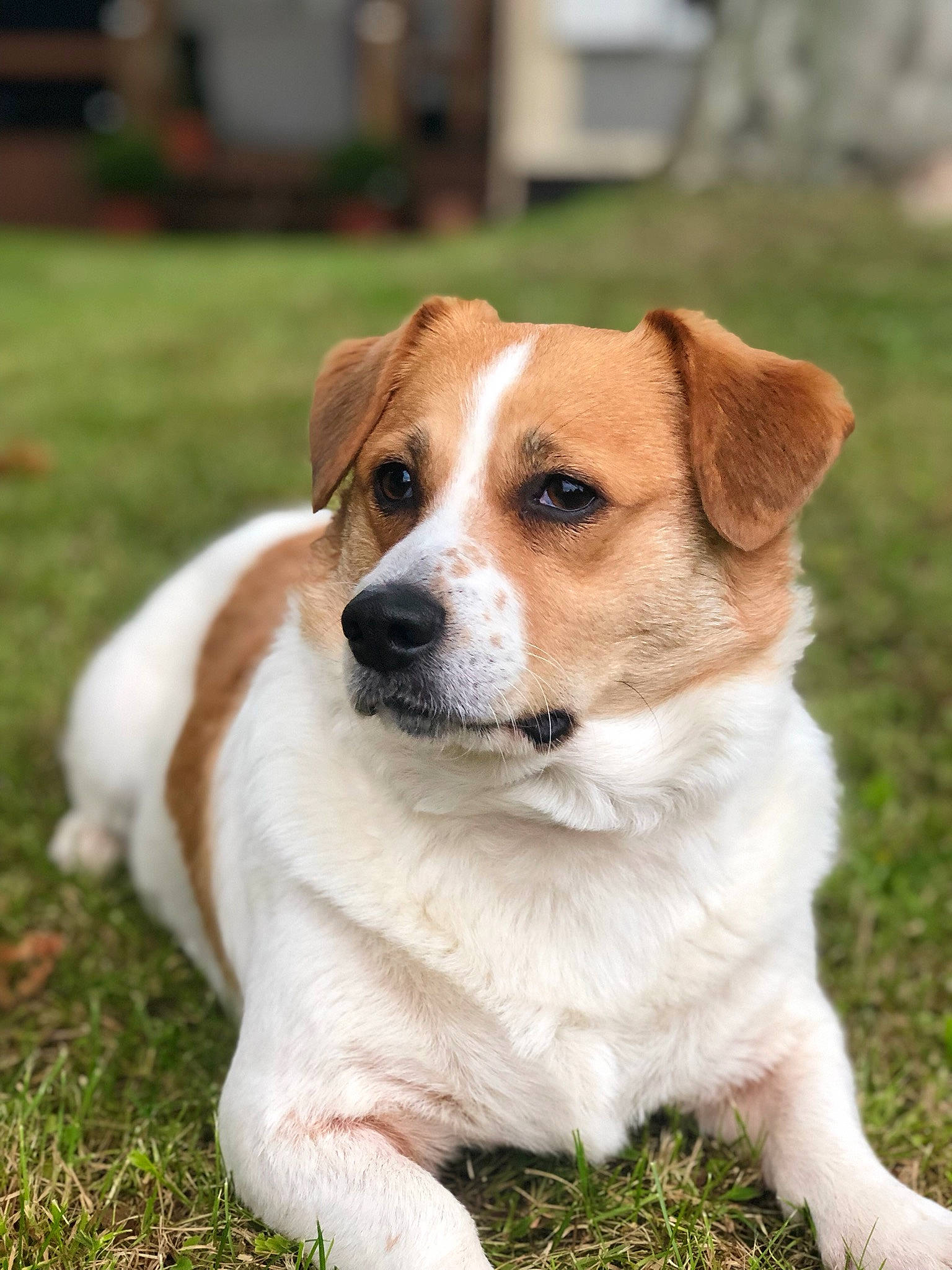 Lola participe au concours pour gagner de l'argent avec cette photo : ancient_dog_breeds, beagle, canidae, carnivore, companion_dog, dog, dog_breed, fawn, irishjacks, jack_russell_terrier, kromfohrlander, mammal, puppy, rare_breed_dog, russell_terrier, snout, sporting_group, terrier, vertebrate