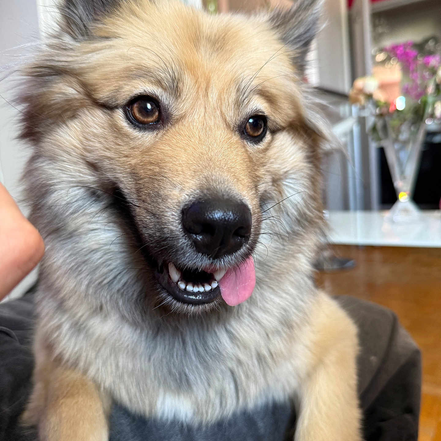 Nina a rejoint le concours — aidez-le/la à gagner de superbes lots ! animal, blurred_background, brown_coat, canine, close_up, cute, dog, domestic, flowers, fluffy, friendly, furniture, happy, house, indoor, living_room, perky_ears, pet, playful, tongue_out