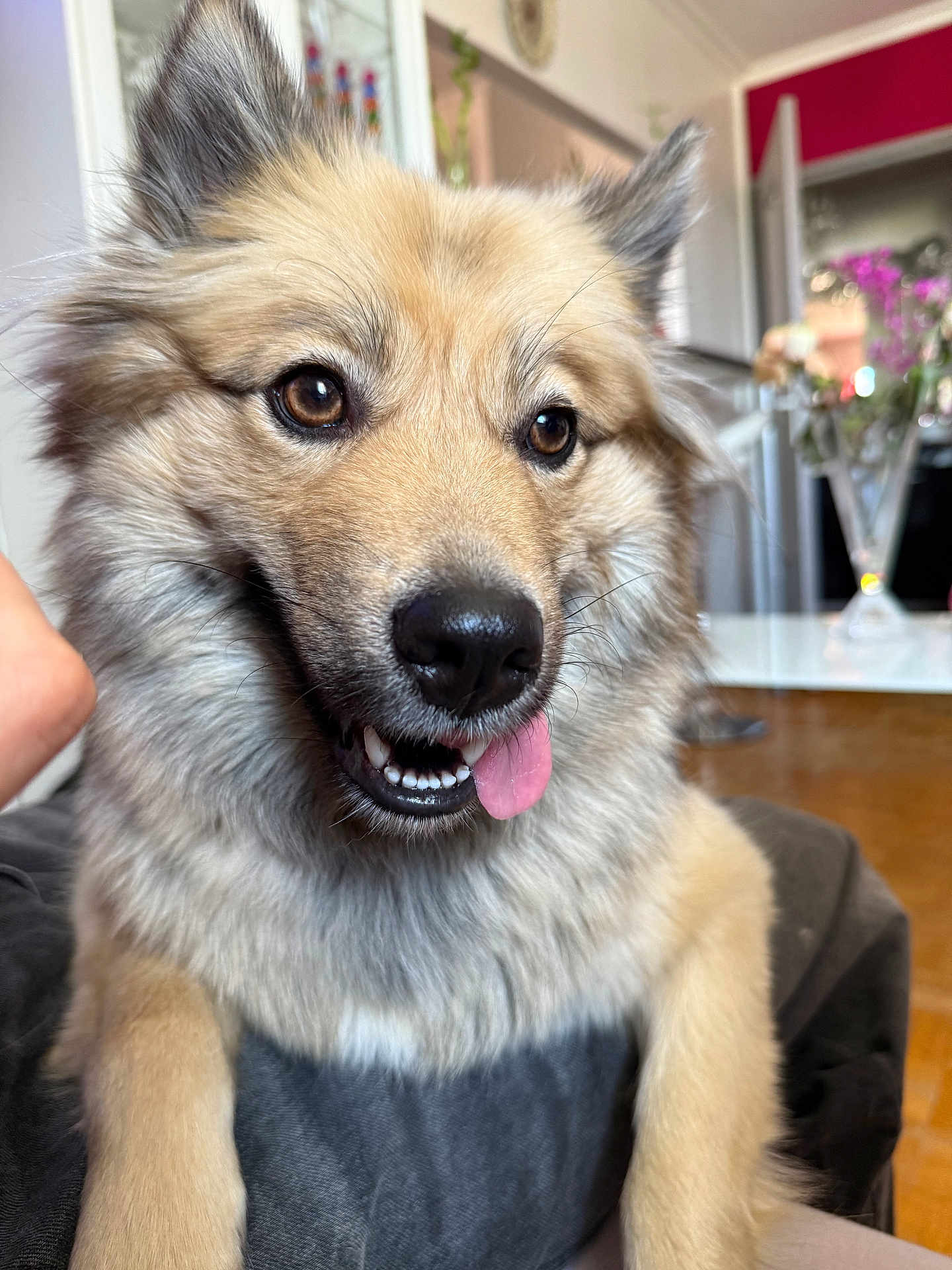 Nina a rejoint le concours — aidez-le/la à gagner de superbes lots ! dog, tongue_out, fluffy, brown_coat, perky_ears, indoor, living_room, flowers, furniture, blurred_background, cute, pet, animal, close_up, happy, playful, canine, friendly, house, domestic