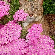 Twinkie joined the competition — help win amazing prizes! cat, animal, pet, feline, flowers, pink_flowers, garden, outdoor, nature, portrait, close_up, whiskers, ears, eyes, fur, tabby, camouflage, blossoms, colorful, floral