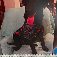 Coco joined the competition — help win amazing prizes! dog, black_dog, shirt, chair, quilted, calendar, indoor, furniture, table, background, tongue_out, pet, animal, seated, colorful_clothing, domestic, home, decor, blur, photo