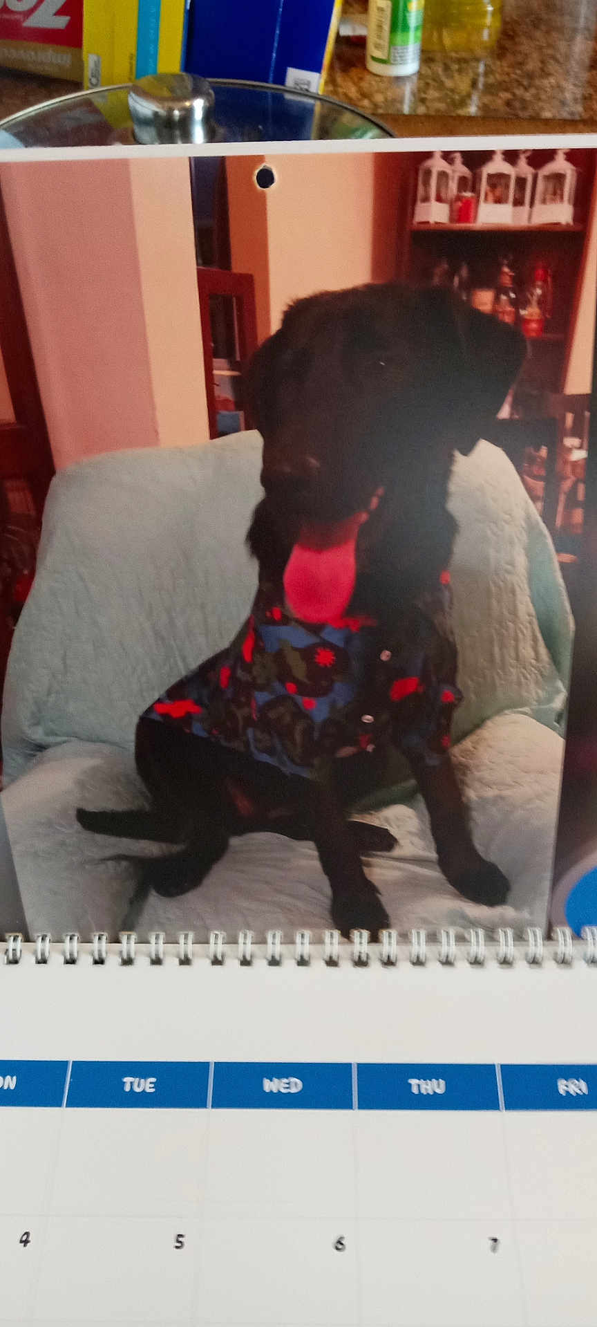 Coco joined the competition — help win amazing prizes! dog, black_dog, shirt, chair, quilted, calendar, indoor, furniture, table, background, tongue_out, pet, animal, seated, colorful_clothing, domestic, home, decor, blur, photo