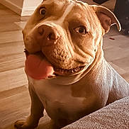 Naya participe au concours pour gagner de l'argent avec cette photo : animal, boxer, bulldog, canine, dog, frenchbulldog, hardwood, indoors, interiordesign, pet, pitbull, puppy, snout, wood