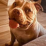 animal, boxer, bulldog, canine, dog, frenchbulldog, hardwood, indoors, interiordesign, pet, pitbull, puppy, snout, wood