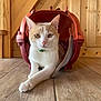 cat, pet_carrier, wooden_floor, wooden_wall, indoor, feline, animal, domestic, pet, relaxed, curious, white_and_orange_cat, collar, flooring, paws, ears, whiskers, close_up, sitting, looking